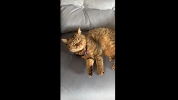Topganhotty  27-10-2021